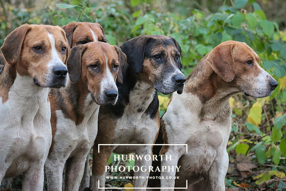 Hurworth Hunt 342