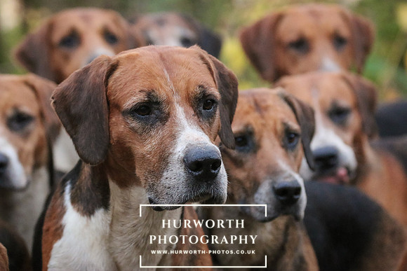 Hurworth Hunt 346