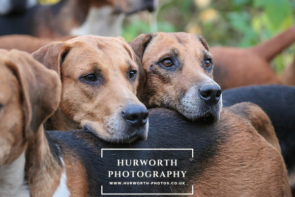 Hurworth Hunt 353