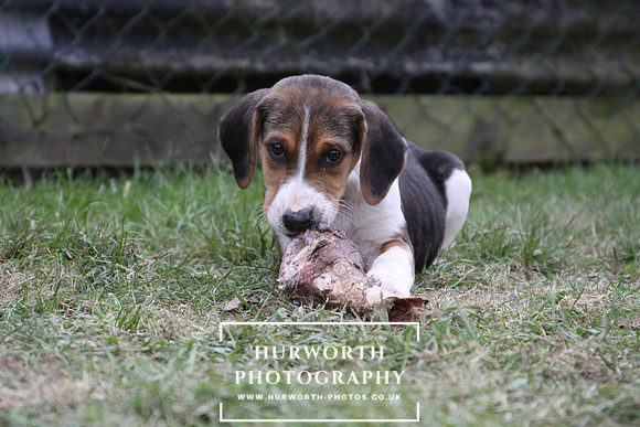 Hurworth Hunt Hound Pups 138