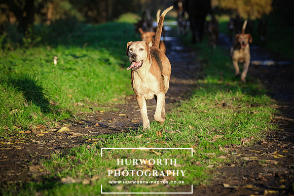 Hurworth Hunt  221