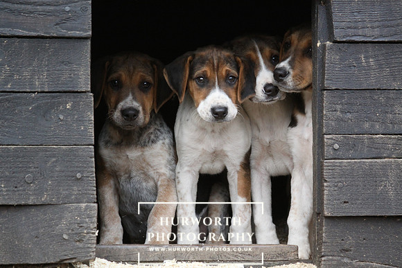 Hurworth Hunt Hound Pups 141