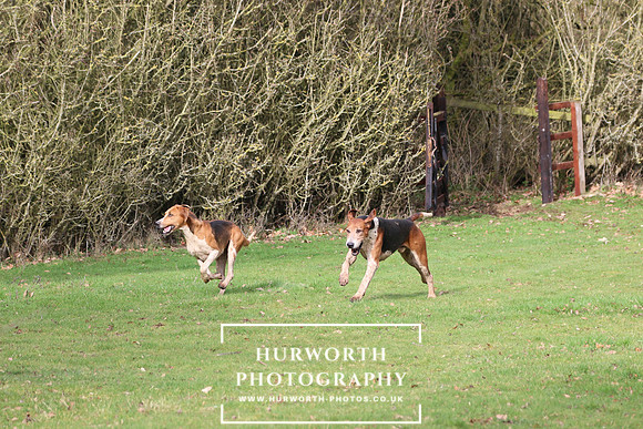Hurworth Hunt 437