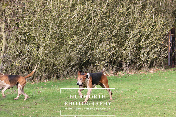 Hurworth Hunt 439