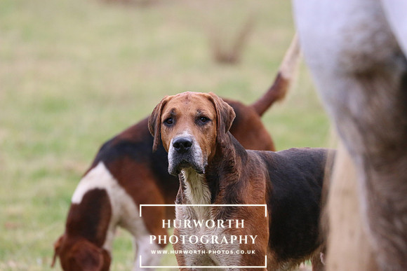 Hurworth Hunt 457