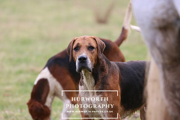 Hurworth Hunt 458