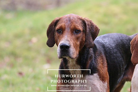 Hurworth Hunt 462