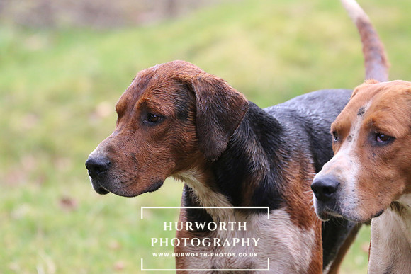 Hurworth Hunt 463