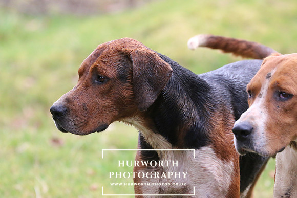 Hurworth Hunt 464