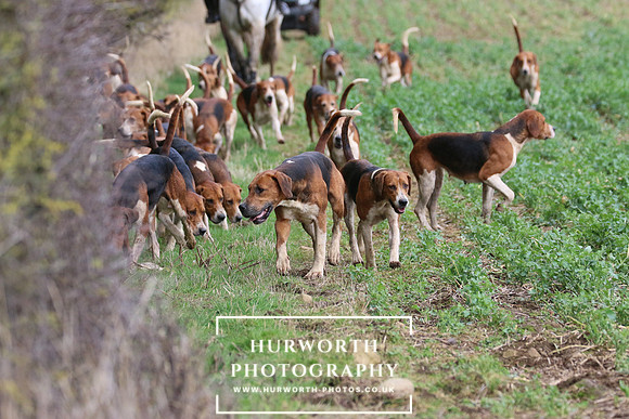Hurworth Hunt 469
