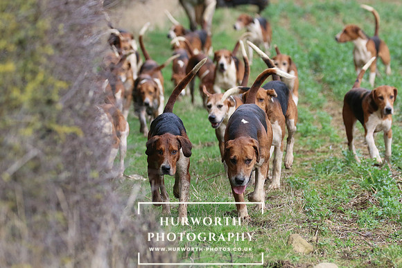 Hurworth Hunt 472