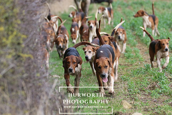 Hurworth Hunt 473