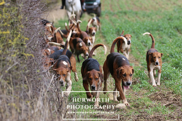 Hurworth Hunt 475