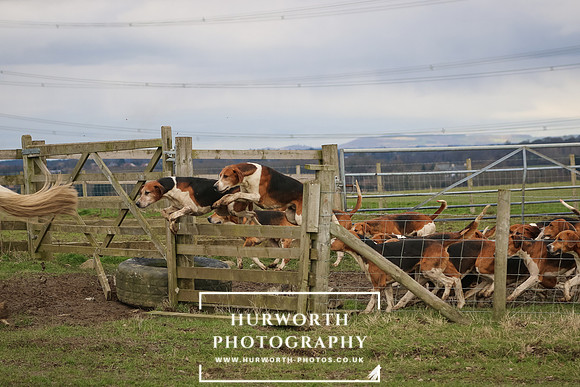 Hurworth Hunt 505