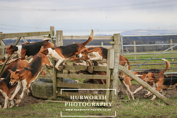 Hurworth Hunt 509
