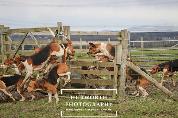 Hurworth Hunt 513