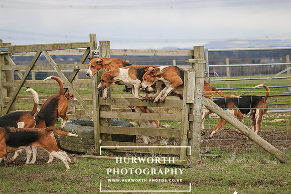 Hurworth Hunt 514