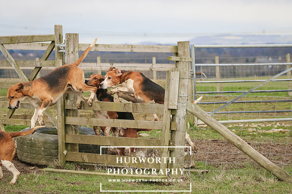 Hurworth Hunt 517