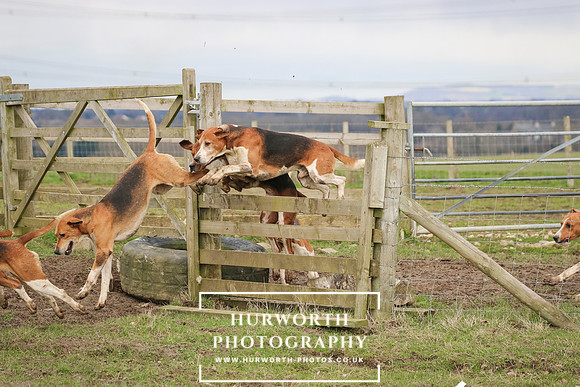 Hurworth Hunt 518