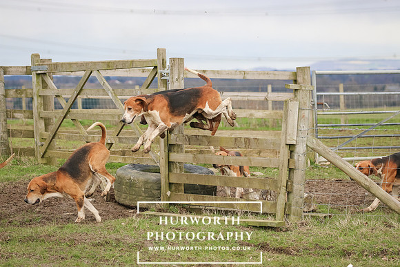 Hurworth Hunt 519