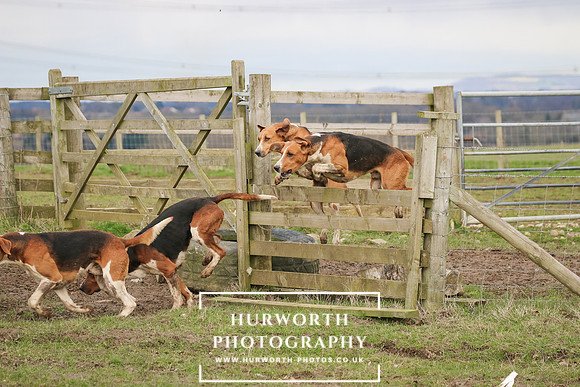 Hurworth Hunt 521