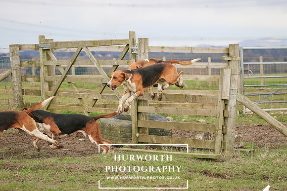 Hurworth Hunt 522
