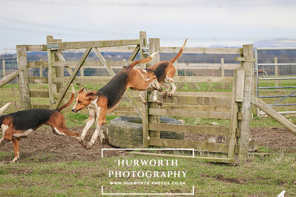 Hurworth Hunt 523