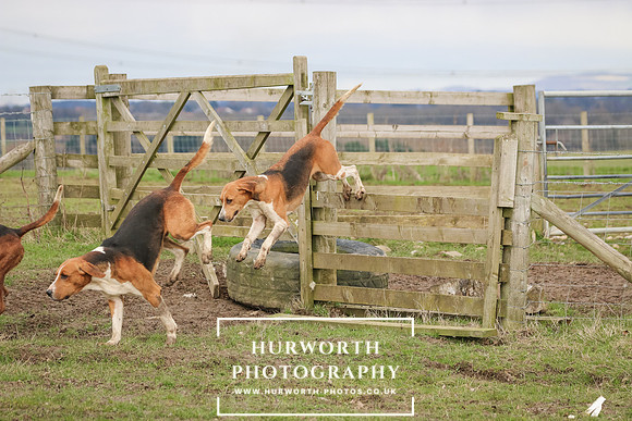 Hurworth Hunt 524