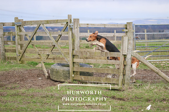 Hurworth Hunt 525