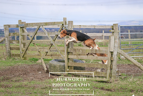 Hurworth Hunt 526