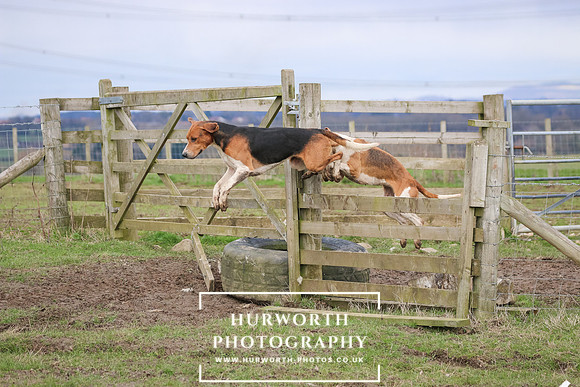 Hurworth Hunt 527