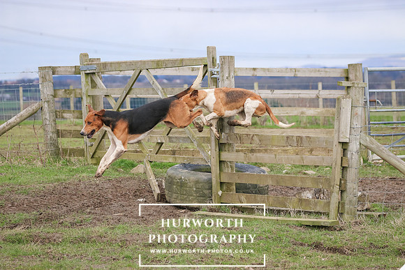 Hurworth Hunt 528