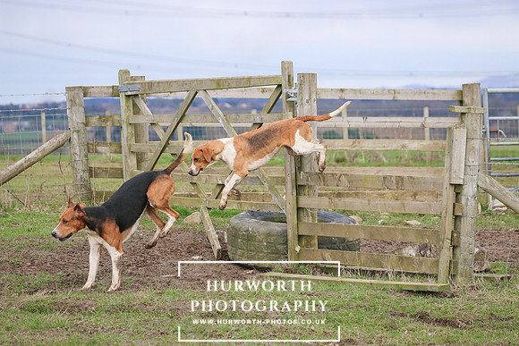 Hurworth Hunt 529