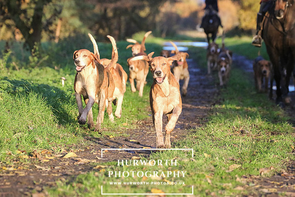 Hurworth Hunt  231