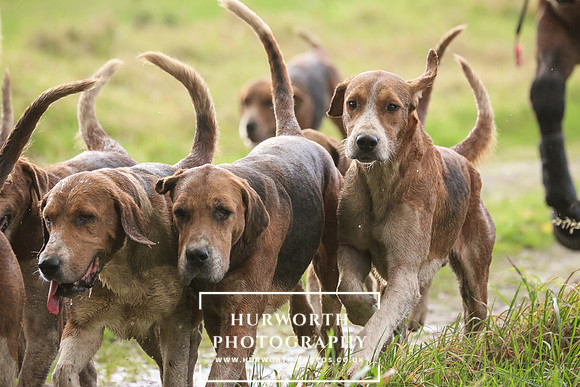 Hurworth Hunt  203