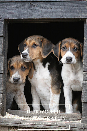 Hurworth Hunt Hound Pups 130