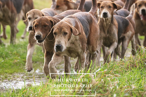 Hurworth Hunt  201