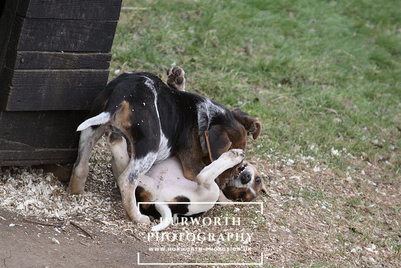 Hurworth Hunt Hound Pups 050