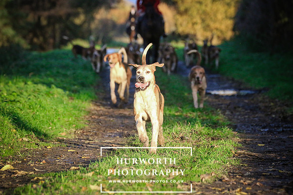 Hurworth Hunt  219