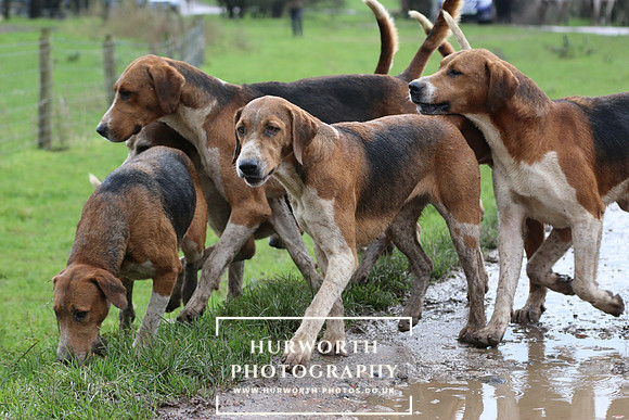 Hurworth Hunt  212