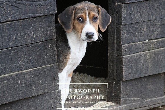 Hurworth Hunt Hound Pups 068
