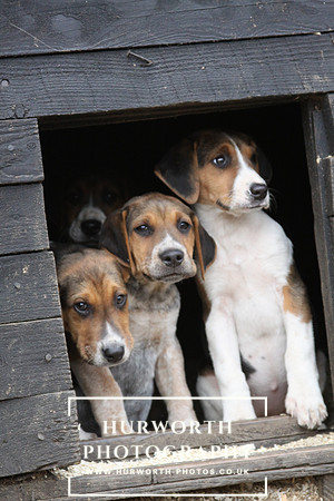 Hurworth Hunt Hound Pups 151