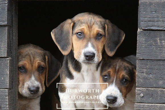 Hurworth Hunt Hound Pups 122