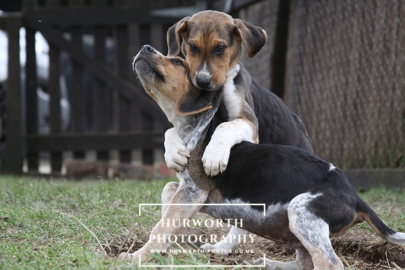Hurworth Hunt Hound Pups 035