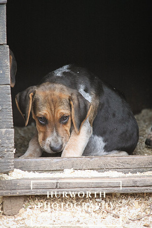 Hurworth Hunt Hound Pups 161