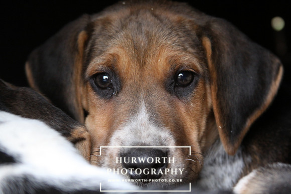 Hurworth Hunt Hound Pups 174