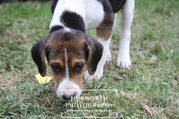Hurworth Hunt Hound Pups 139