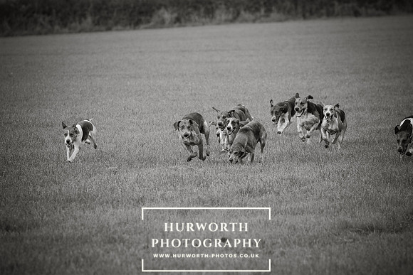 Hurworth Hunt 436