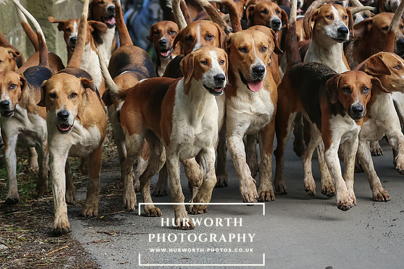 Hurworth Hunt 31
