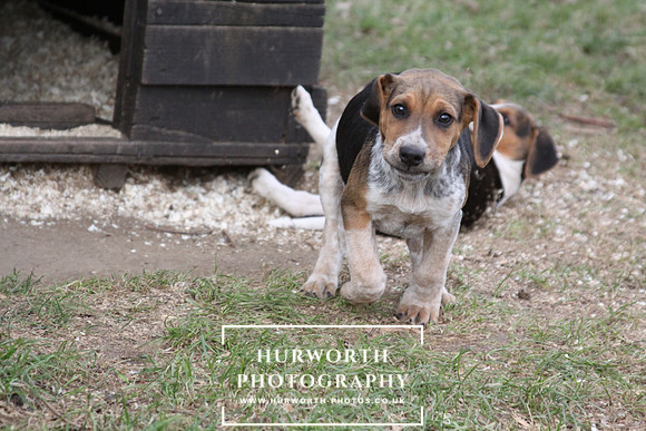 Hurworth Hunt Hound Pups 052